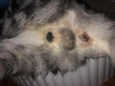 ​公猫绝育多久可恢复