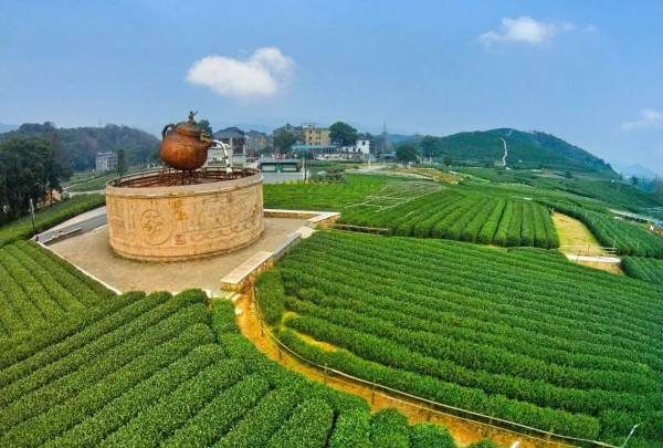 龙井茶的产地是,四大名茶之一的龙井茶产地是什么地方图6