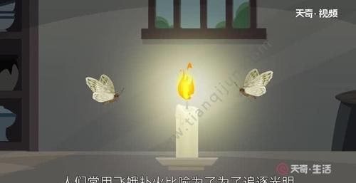 飞蛾为什么会扑火