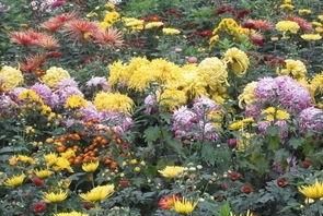 决明子菊花茶的功效与作用,决明子和菊花泡水喝起什么作用?图2