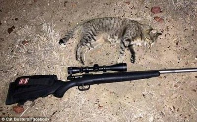 ​如何把野猫杀死