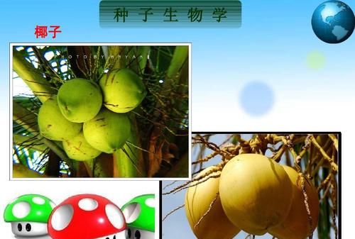 椰子用什么办法传播种子