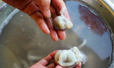 ​八爪鱼怎么处理呢,八爪鱼怎么清洗图解