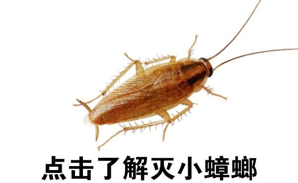 家里有小蟑螂怎么消灭,家里有蟑螂怎么办能除根小妙招吗图6