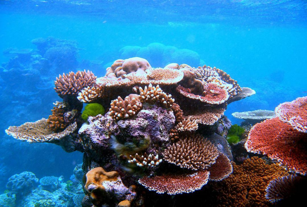 珊瑚是不是生物,珊瑚是生物吗?请说明理由图2