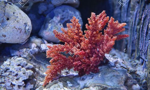 珊瑚属于什么生物吗