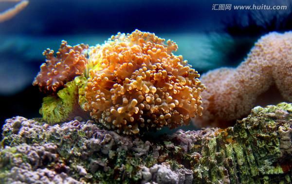 珊瑚是生物还是非生物