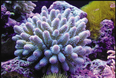 珊瑚是不是生物,珊瑚是生物吗?请说明理由图4