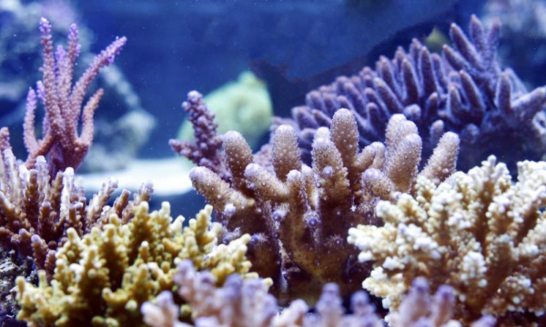 珊瑚是不是生物,珊瑚是生物吗?请说明理由图3