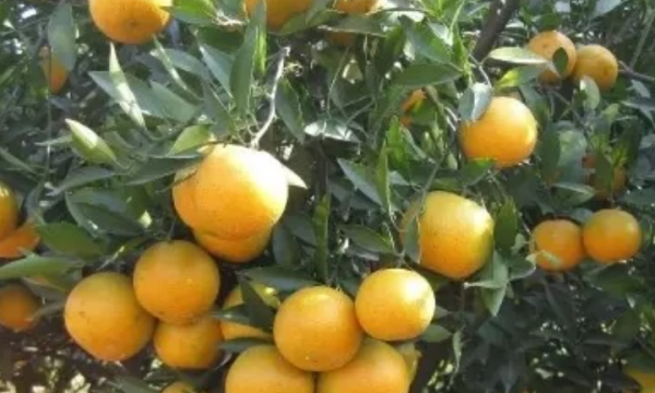汕头濠江区特色美食,潮汕特产有哪些图1