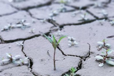 ​久旱逢甘霖全诗意思