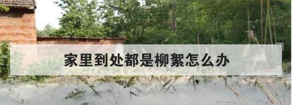 房间柳絮怎么清理,家里到处都是柳絮怎么办呢图9