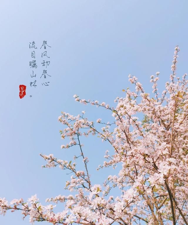 关于描写春天的唯美文案句子有哪些三年级图9