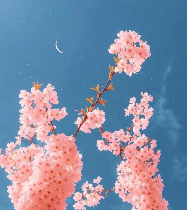 关于描写春天的唯美文案句子有哪些三年级图2
