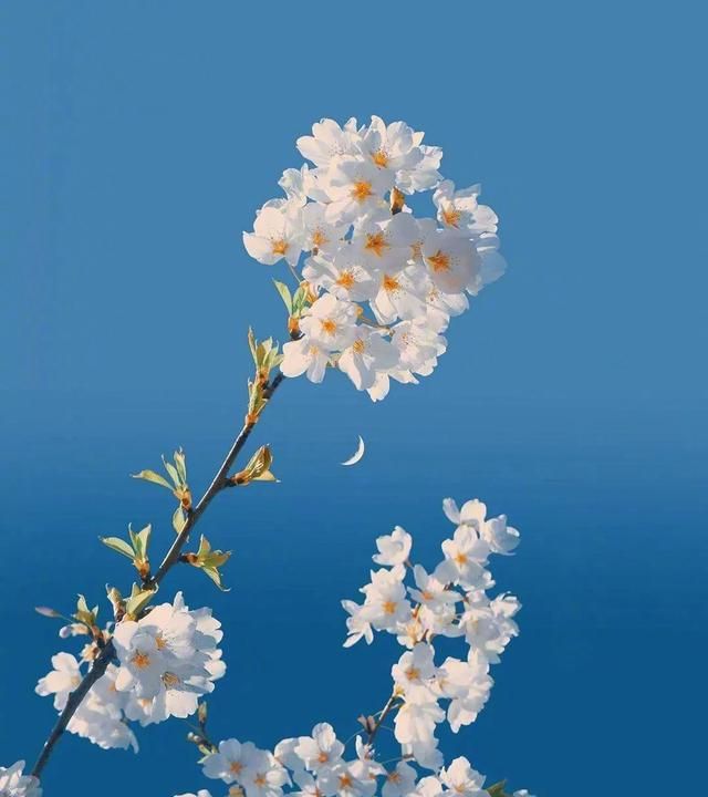 关于描写春天的唯美文案句子有哪些三年级图4