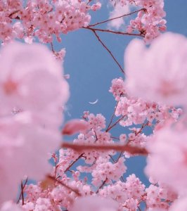 ​关于描写春天的唯美文案句子有哪些三年级