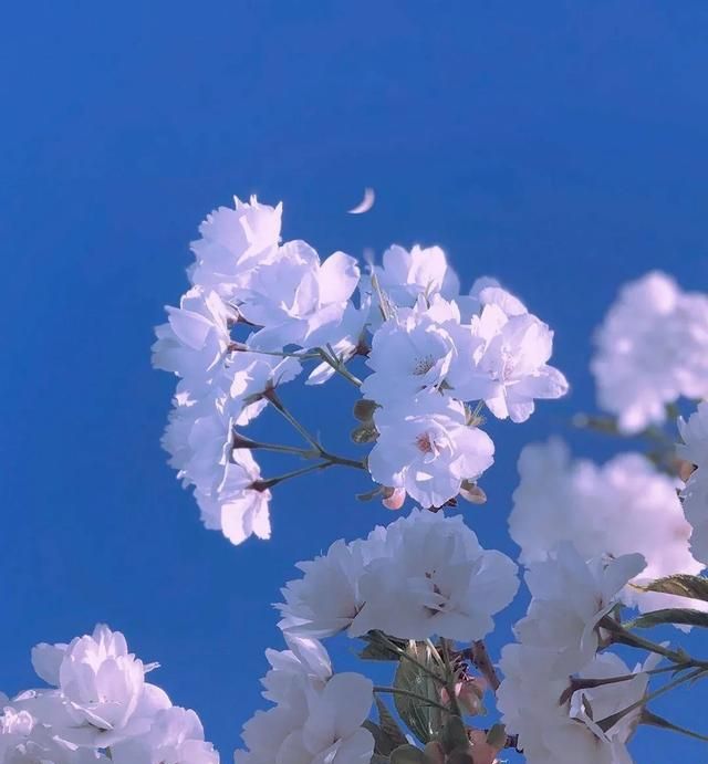 关于描写春天的唯美文案句子有哪些三年级图3