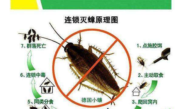 蟑螂有毒爬到人身上会怎样,蟑螂的危害有哪些视频图2