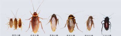 ​蟑螂有毒爬到人身上会怎样,蟑螂的危害有哪些视频