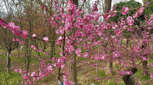 3月开什么花,三月份的天气适合种什么木本花卉?图3
