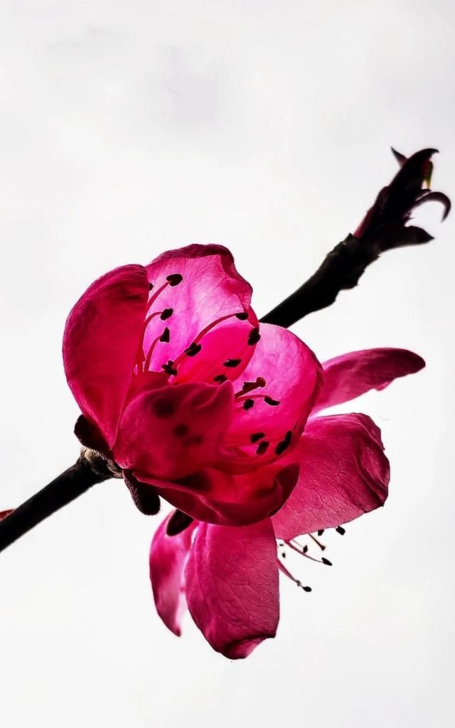 3月开什么花,三月份的天气适合种什么木本花卉?图6