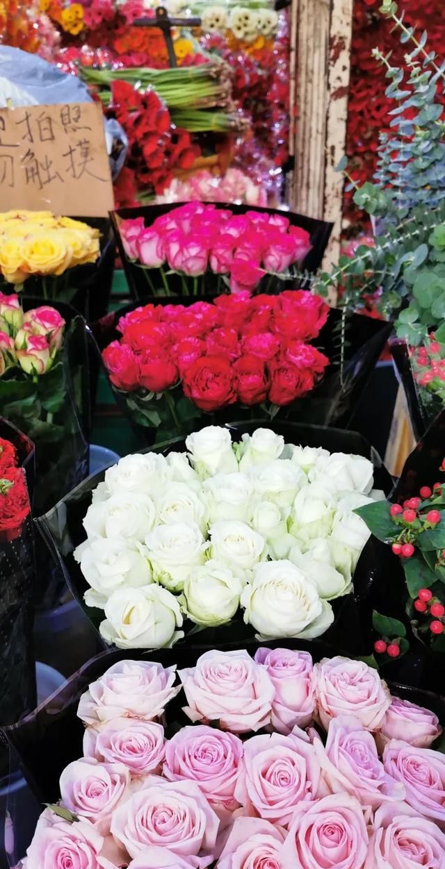 3月开什么花,三月份的天气适合种什么木本花卉?图14