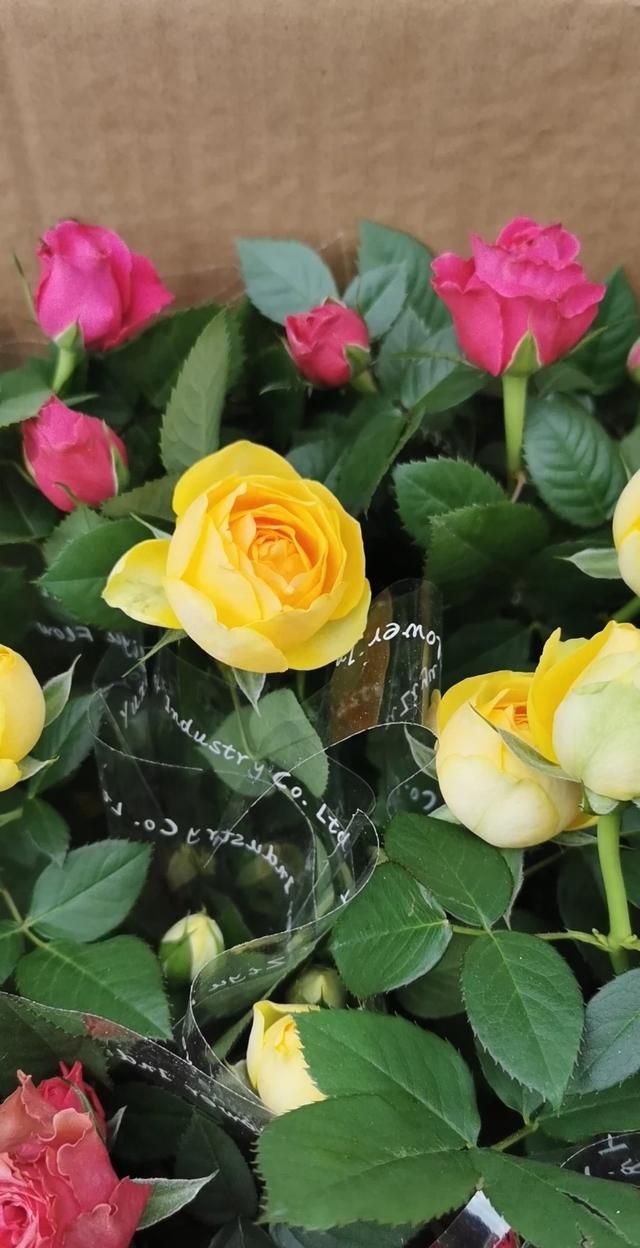 3月开什么花,三月份的天气适合种什么木本花卉?图15