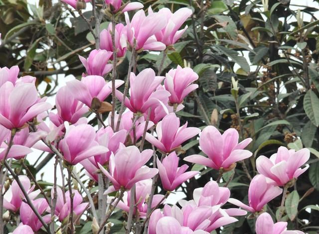 3月开什么花,三月份的天气适合种什么木本花卉?图2