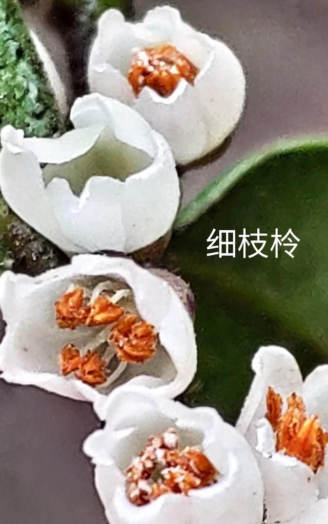 3月开什么花,三月份的天气适合种什么木本花卉?图8