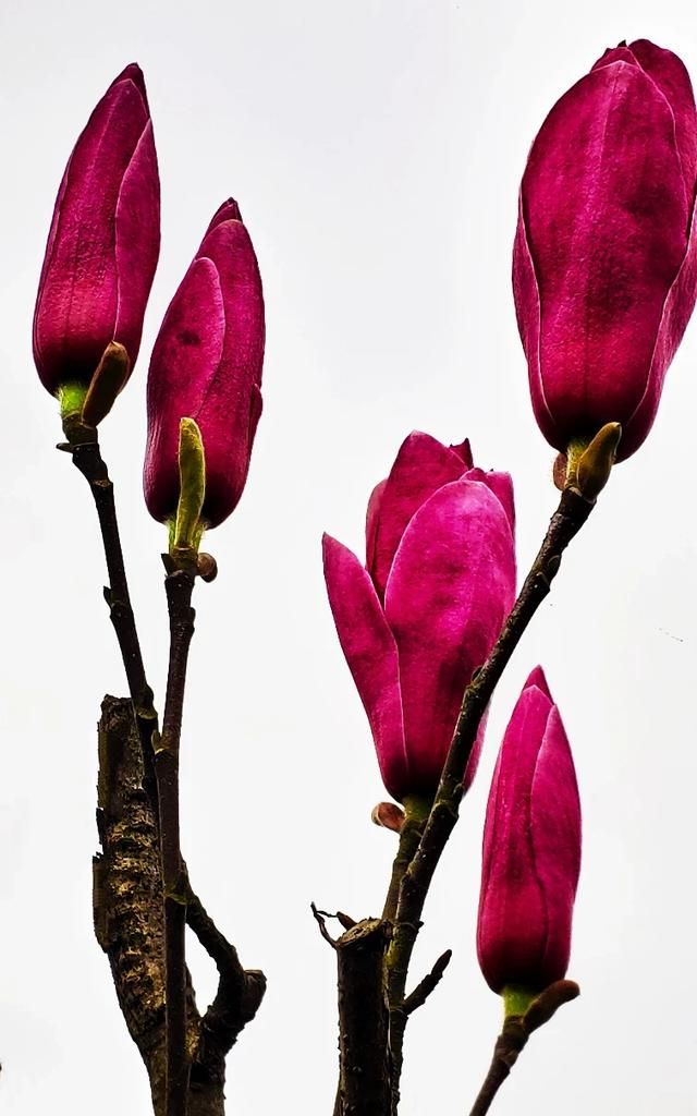 3月开什么花,三月份的天气适合种什么木本花卉?图7