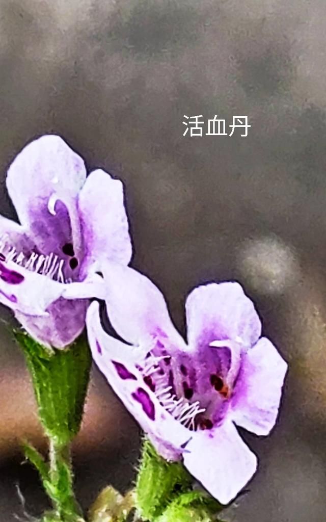 3月开什么花,三月份的天气适合种什么木本花卉?图10