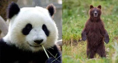 ​大熊猫的性格特点,大熊猫的性格脾气