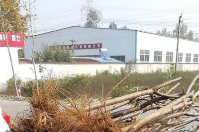 ​大樱桃根系哪个好