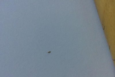 ​灯光下有很多小飞虫怎么办，夏天晚上灯光管上引来很多小飞虫，怎样才能把它们