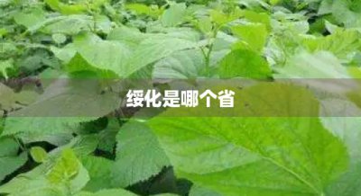 ​绥化是哪个省(绥化是哪个省哪个市绥恩)