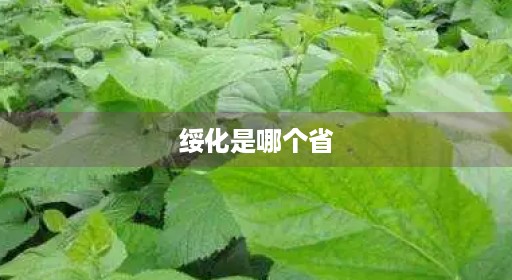 绥化是哪个省 绥化是哪个省