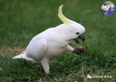 ​小葵花凤头鹦鹉多少钱一只