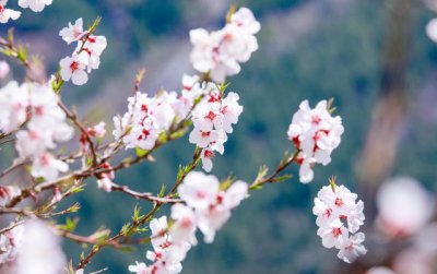 ​千古绝唱桃花源记美文（人间四月芳菲尽）
