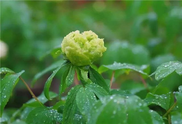 最美的6种牡丹花带你认识一下(绿色牡丹争相斗艳)(14)