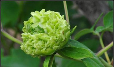 ​最美的6种牡丹花带你认识一下（绿色牡丹争相斗艳）