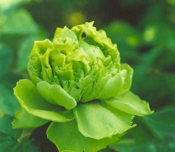 最美的6种牡丹花带你认识一下(绿色牡丹争相斗艳)(3)