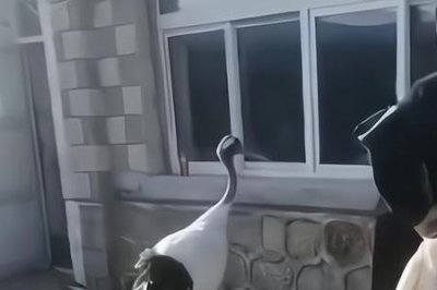 ​仙鹤指路是什么姿势