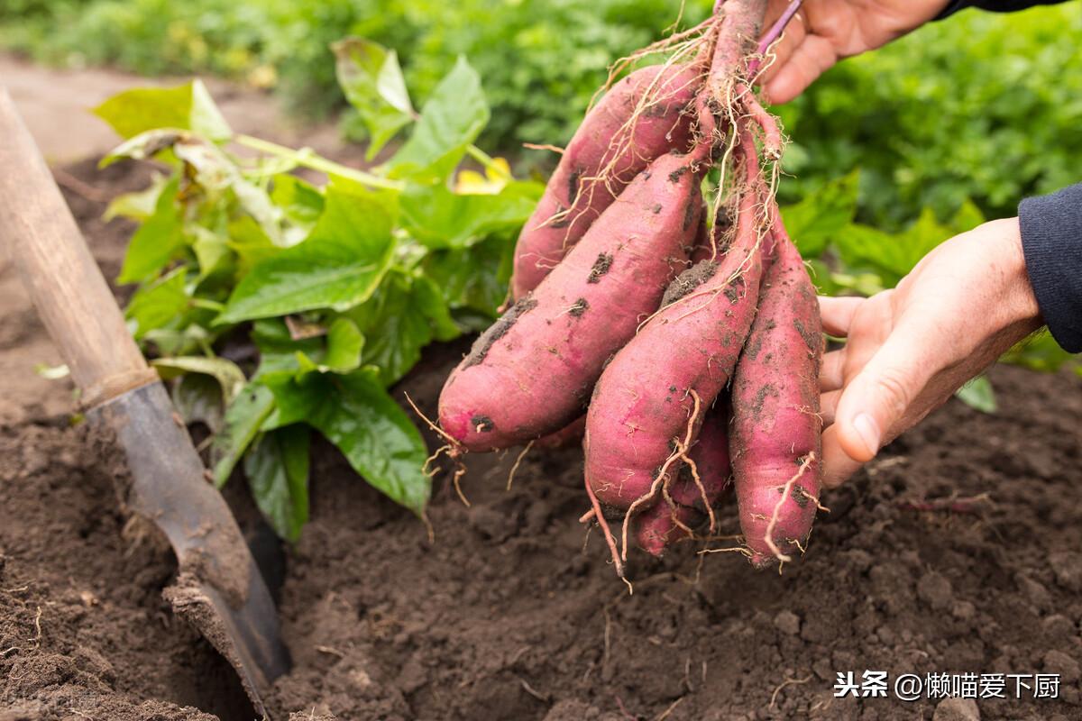 红薯放冰箱保存还是常温保存好-(红薯放冷藏好还是常温保存好)(图2) 红薯放冰箱保存还是常温保存好-(红薯放冷藏好还是常温保存好)(图2)