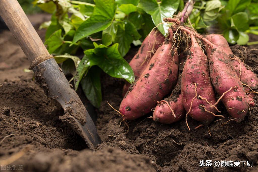 红薯放冰箱保存还是常温保存好-(红薯放冷藏好还是常温保存好)(图6) 红薯放冰箱保存还是常温保存好-(红薯放冷藏好还是常温保存好)(图6)
