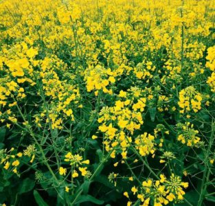 ​四时田园杂兴其二十五是哪个季节的景色(四时田园杂兴(其二十五)是什么季节的诗