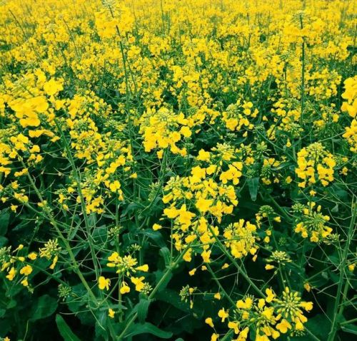 四时田园杂兴其二十五是哪个季节的景色(四时田园杂兴(其二十五)是什么季节的诗)-第1张图片-