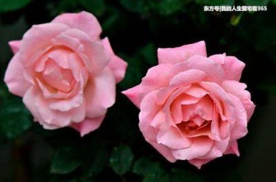 ​锦绣前程代表什么生肖动物(锦绣前程猜什么生肖)