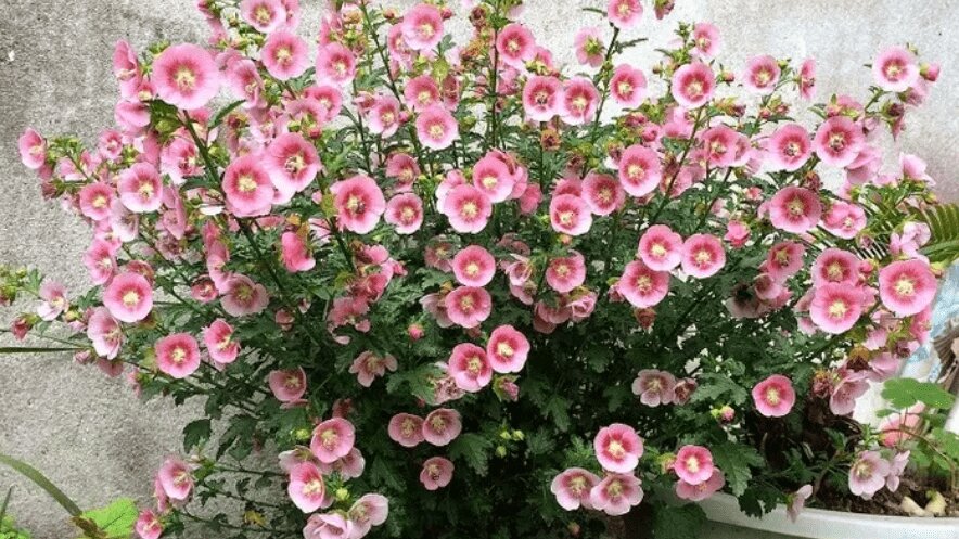 家养什么花好养活（种什么花好看又好养）