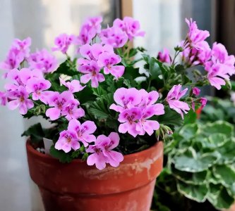 ​家养什么花好养活（种什么花好看又好养）