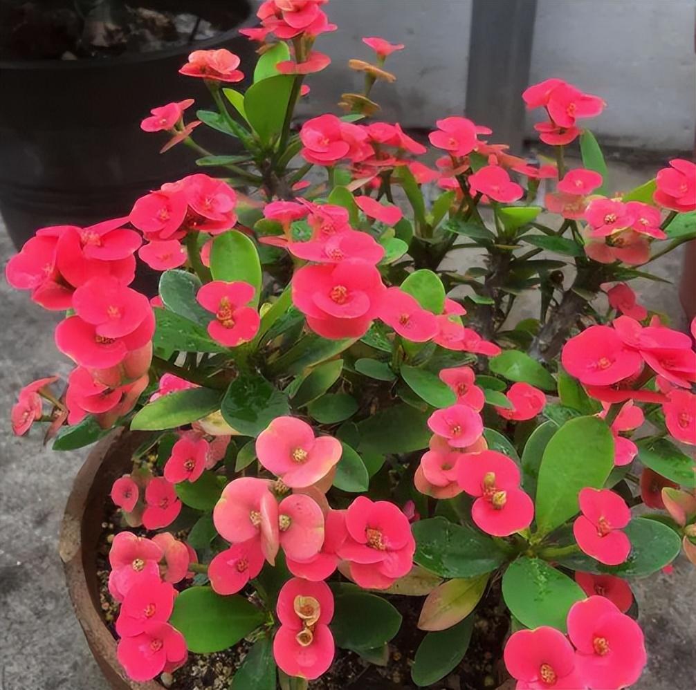 家养什么花好养活（种什么花好看又好养）